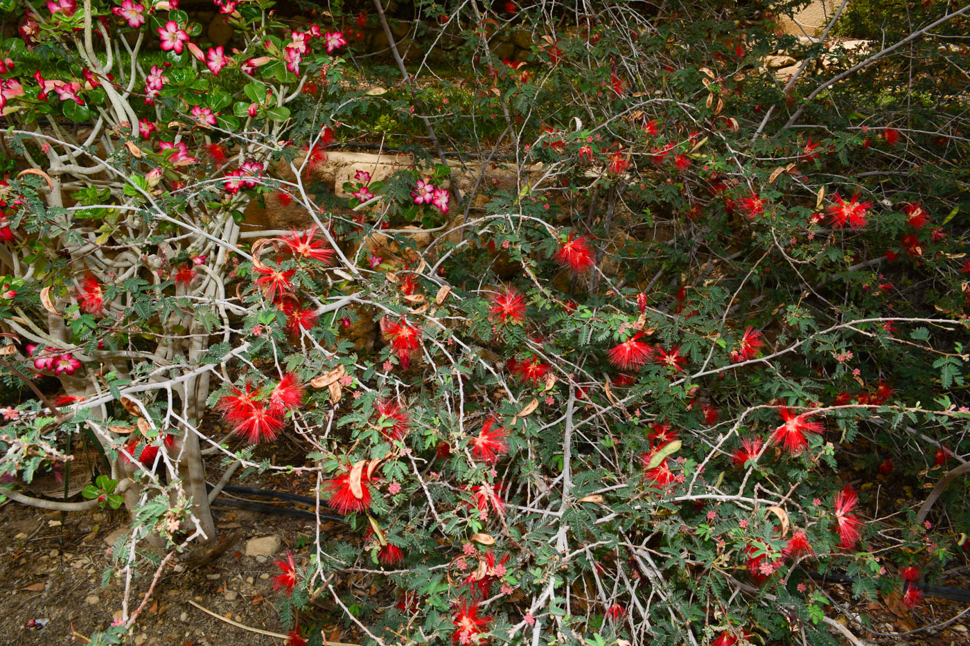 Изображение особи Calliandra californica.