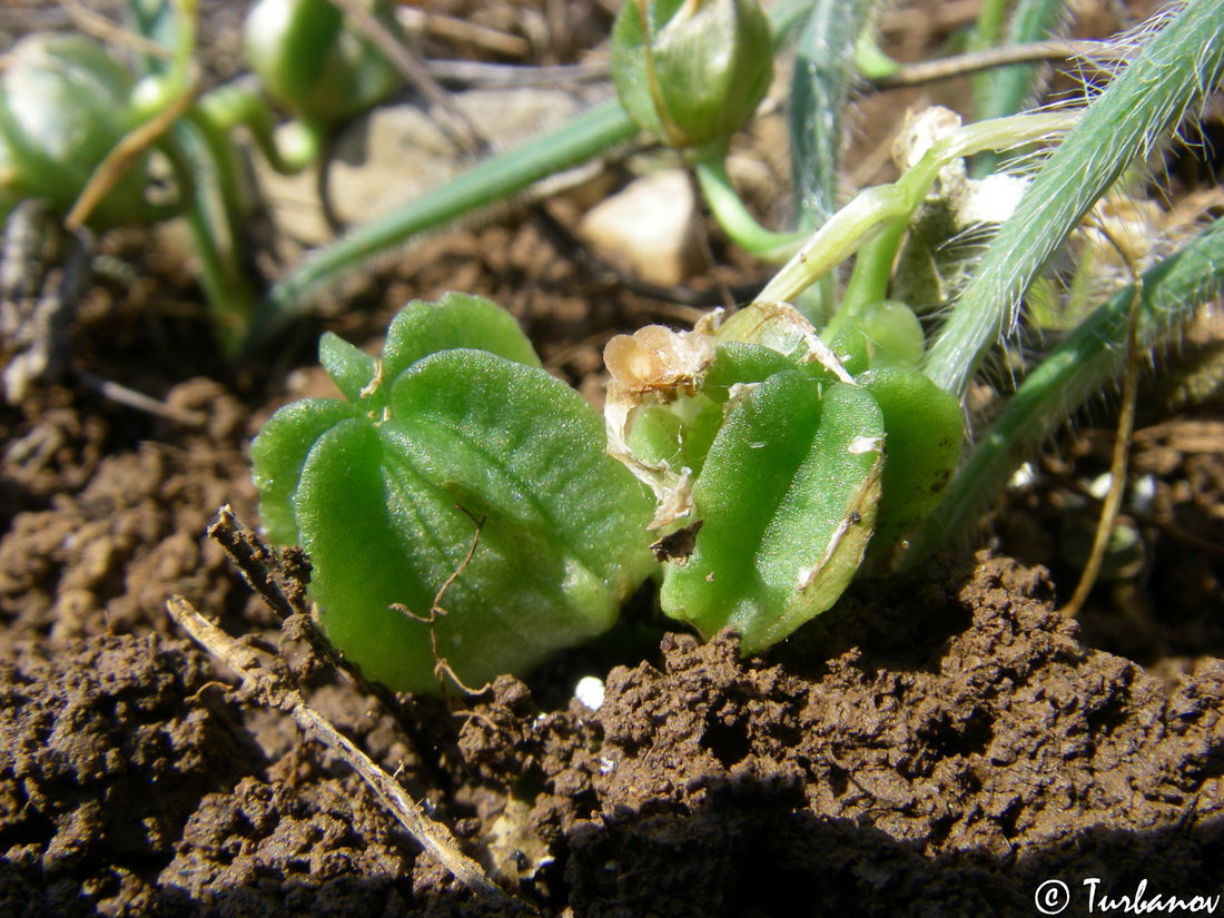 Image of Ornithogalum fimbriatum specimen.