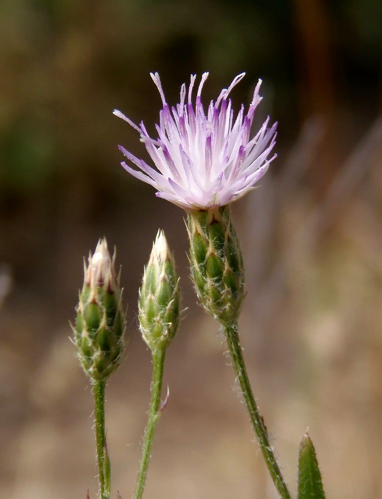 Image of Klasea erucifolia specimen.