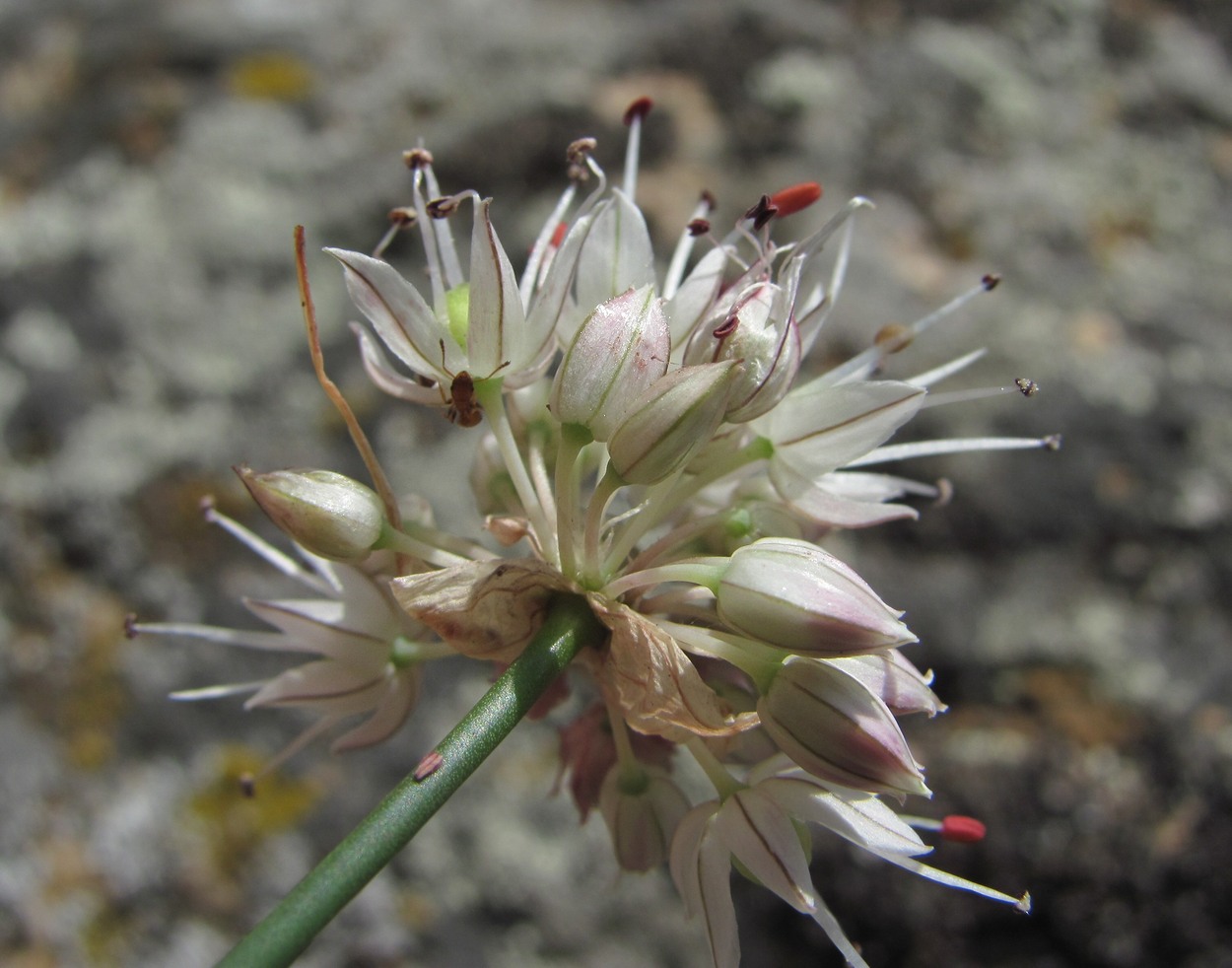 Изображение особи Allium saxatile.