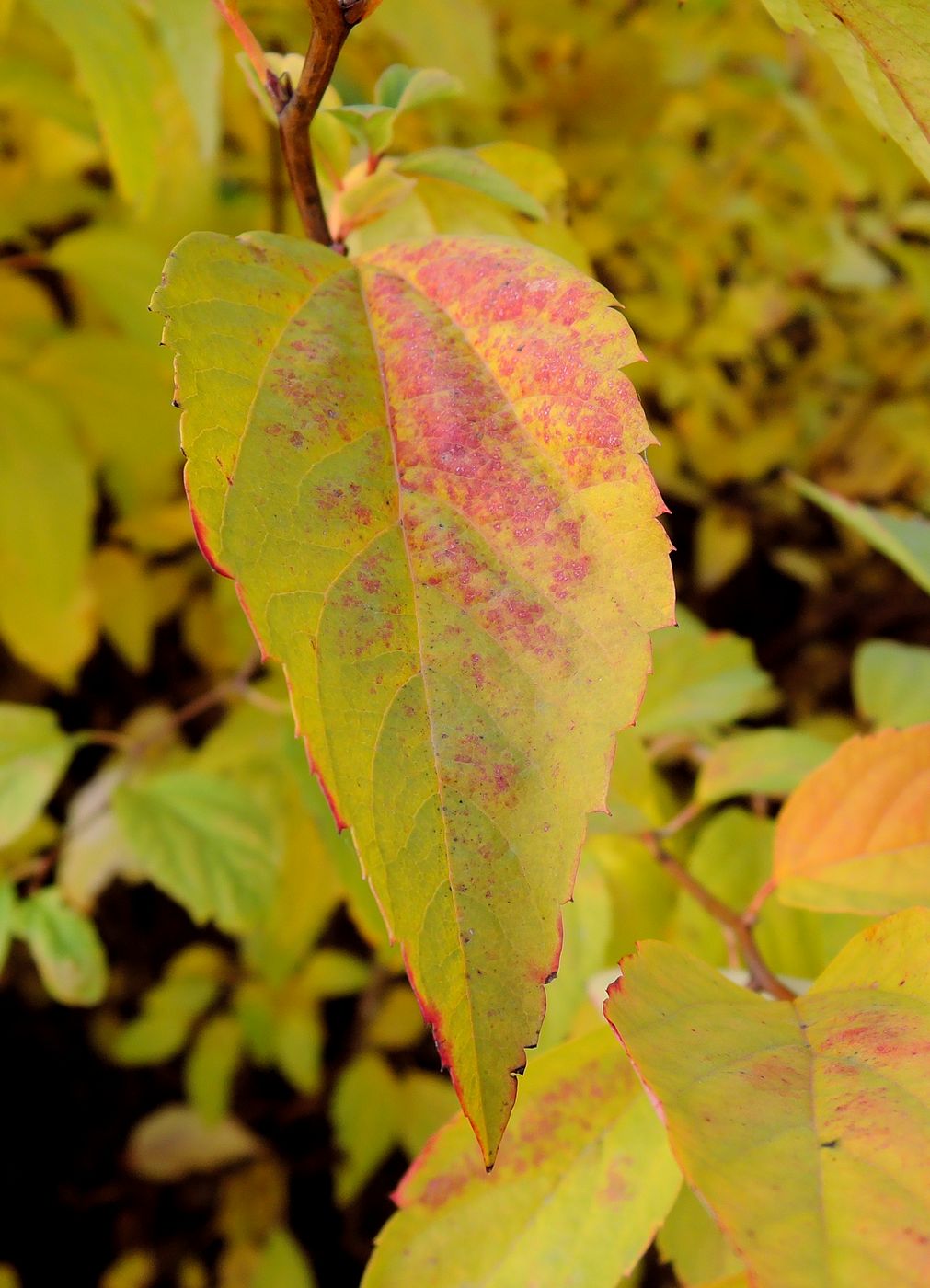 Изображение особи род Spiraea.