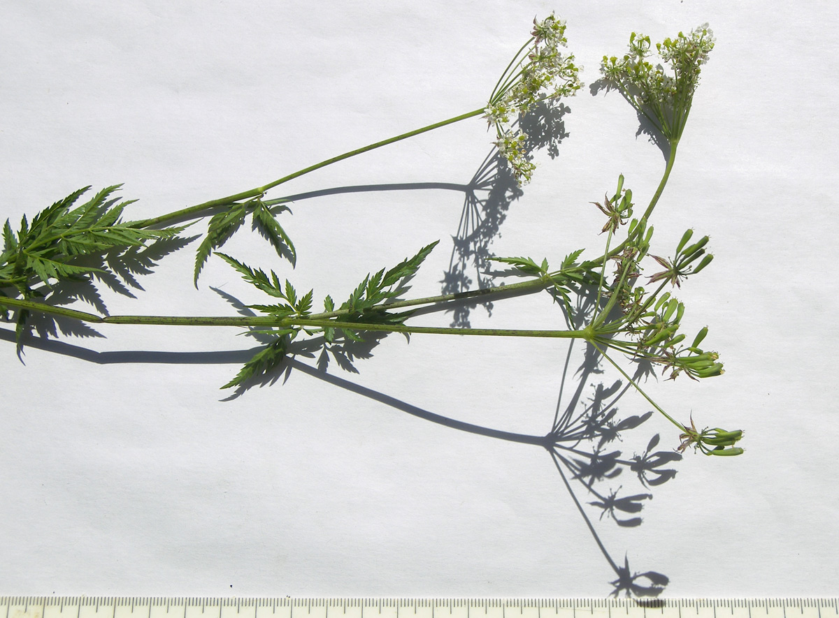 Image of Chaerophyllum aureum specimen.