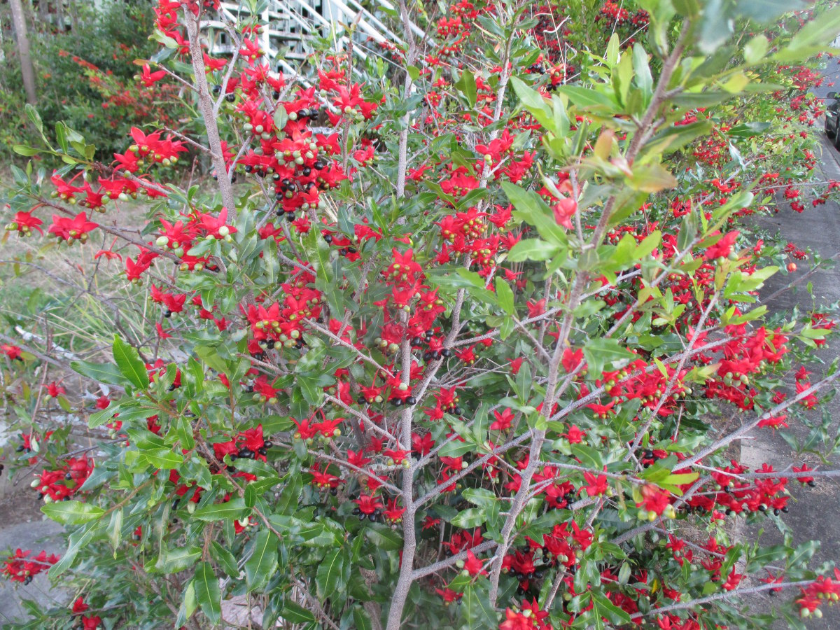 Image of Ochna serrulata specimen.