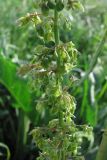 Rumex crispus. Часть соцветия. Крым, Керченский п-ов, с. Бондаренково. 1 мая 2010 г.