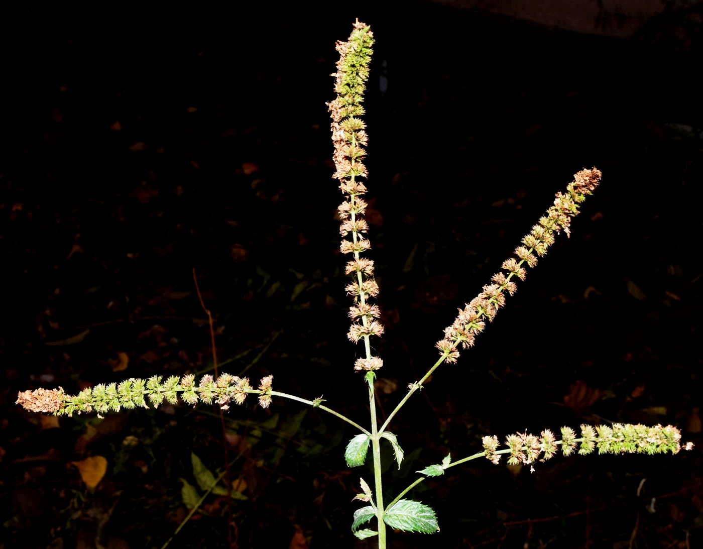 Image of genus Mentha specimen.
