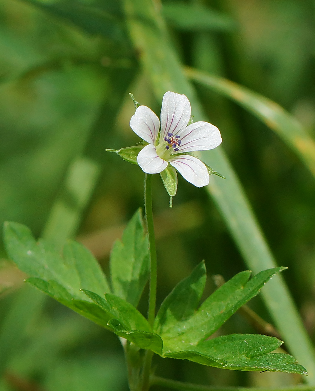 Image of Geranium sibiricum specimen.