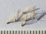 Pulicaria dysenterica