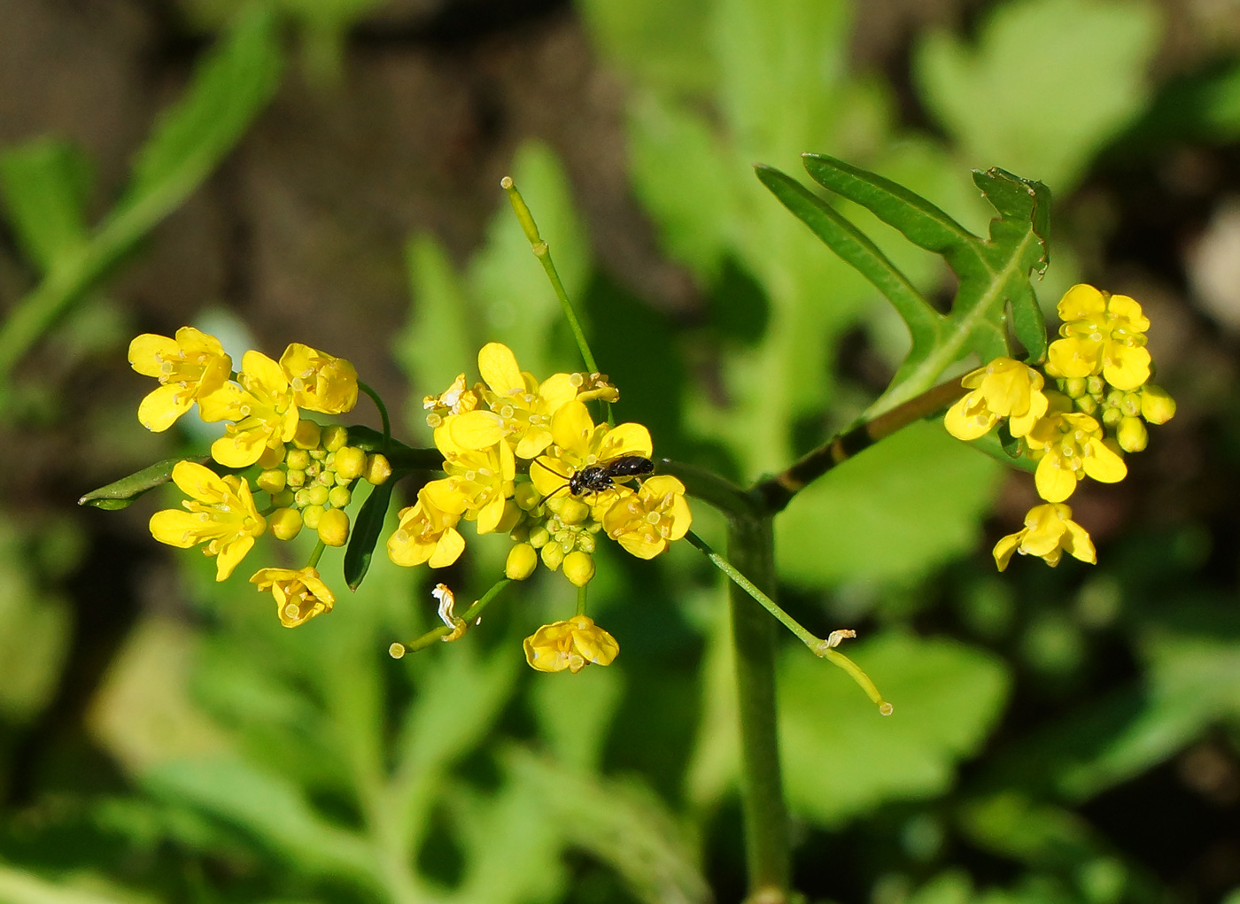 Изображение особи Rorippa sylvestris.