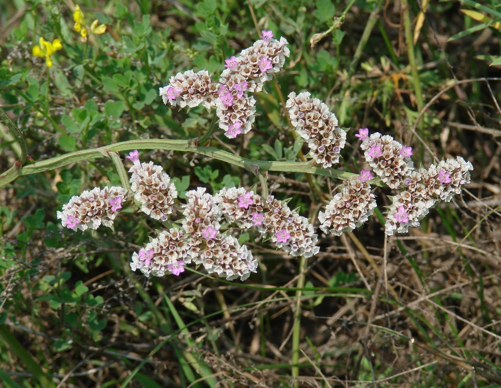 Изображение особи Goniolimon speciosum.