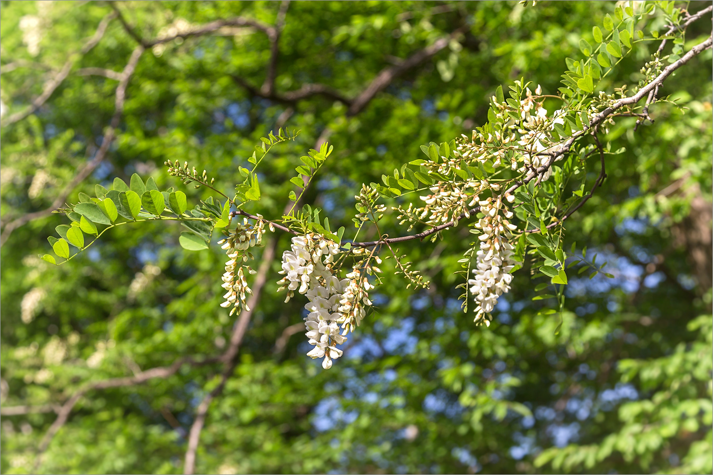 Image of Robinia pseudoacacia specimen.