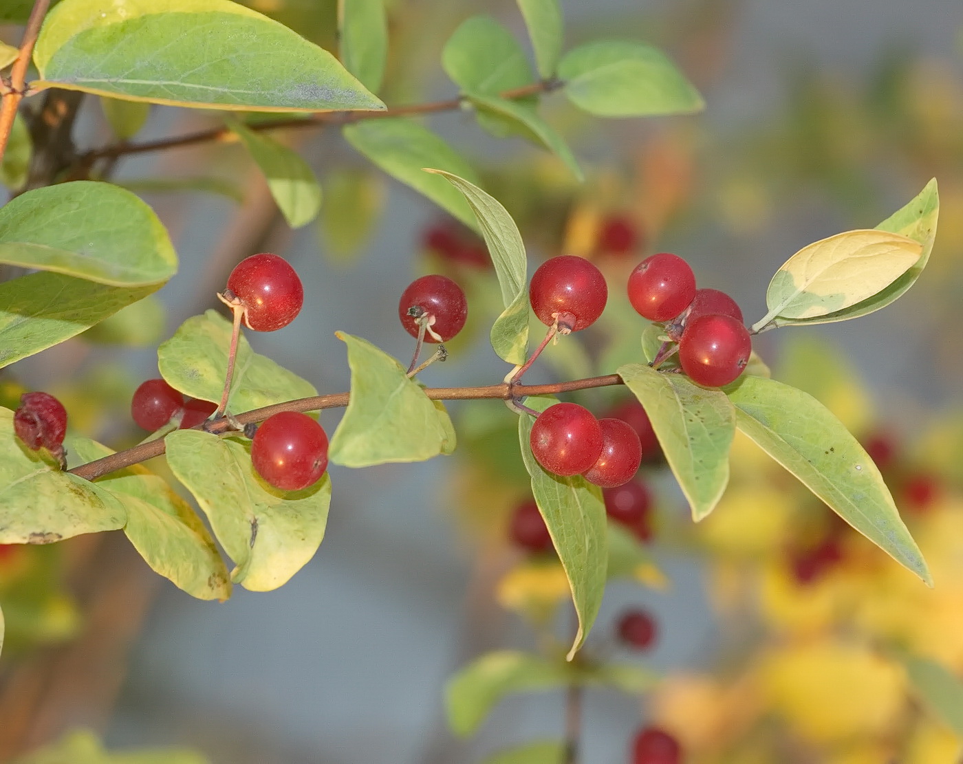 Image of Lonicera tatarica specimen.