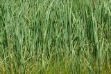 Calamagrostis epigeios. Нижние части цветущих растений. Восточный Казахстан, г. Усть-Каменогорск, правый берег р. Иртыш, луг. 04.07.2017.