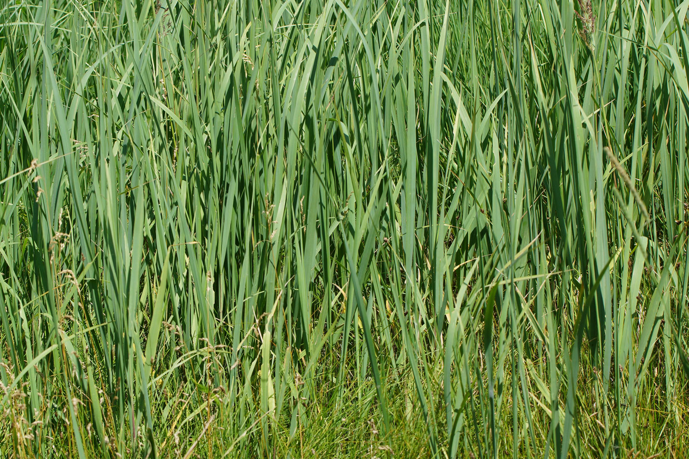 Изображение особи Calamagrostis epigeios.