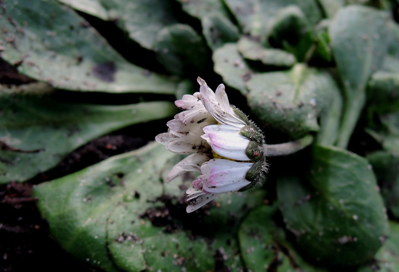 Image of Bellis perennis specimen.