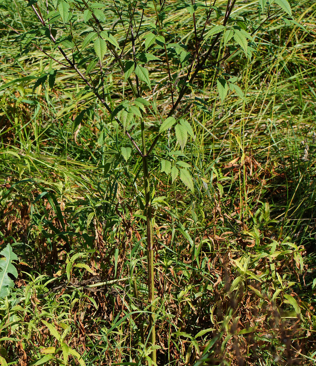 Image of Bidens frondosa specimen.