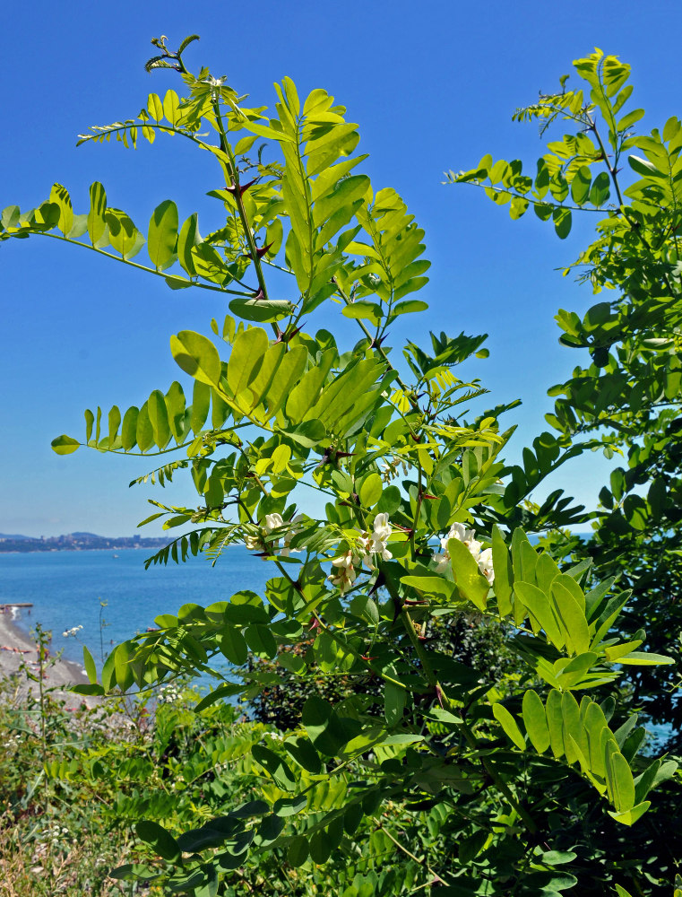 Изображение особи Robinia pseudoacacia.