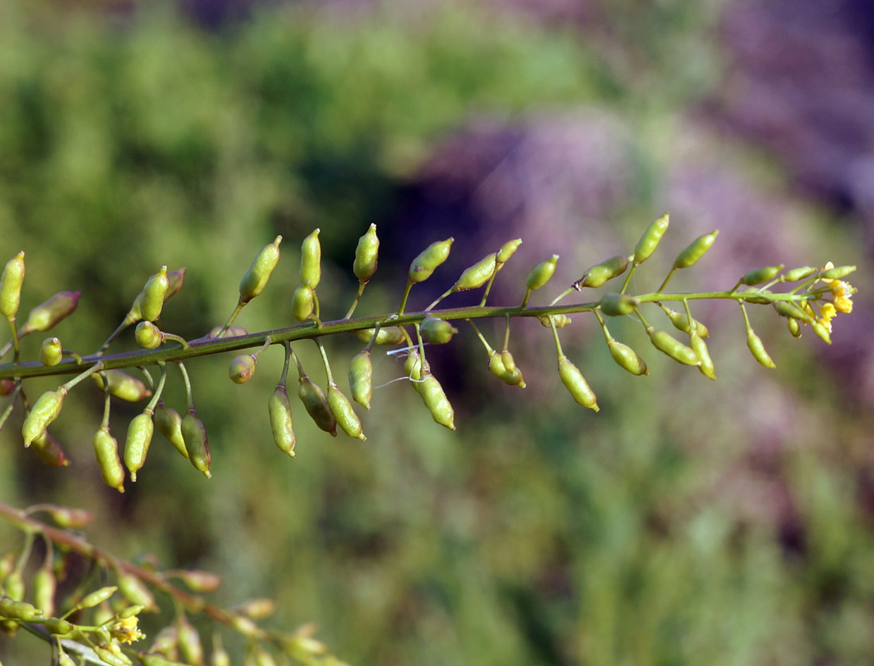 Image of Rorippa palustris specimen.