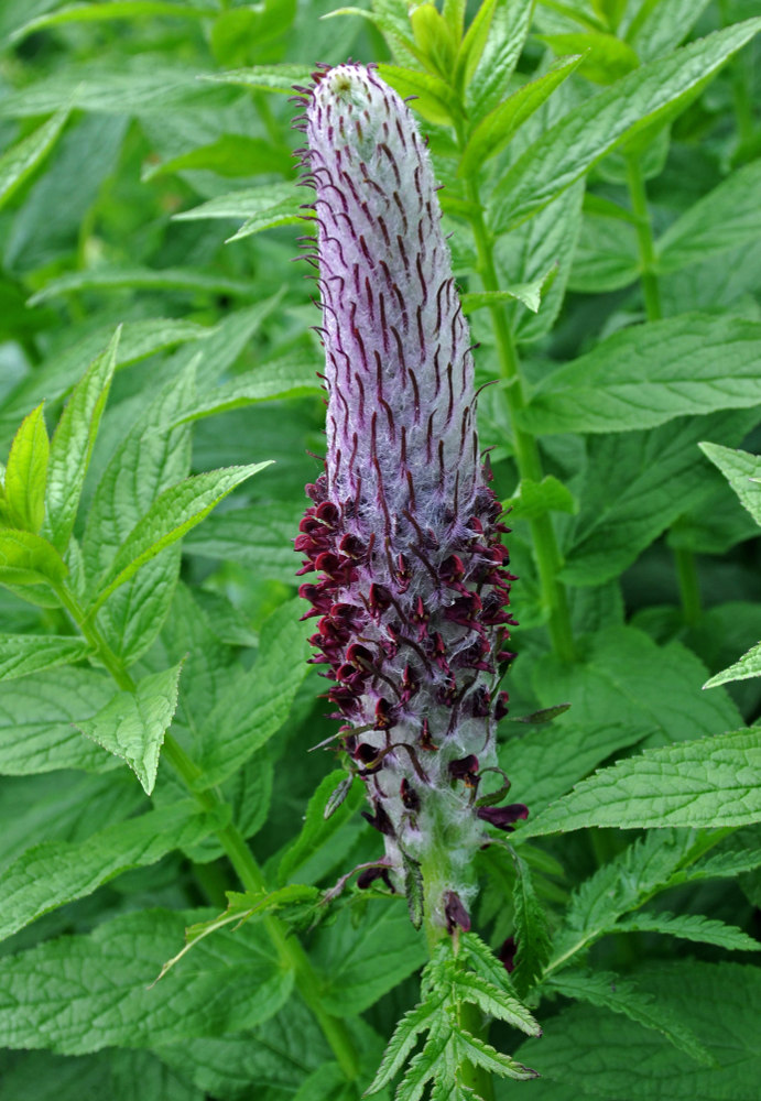 Изображение особи Pedicularis atropurpurea.