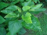 Catalpa bignonioides. Листья. Краснодарский край, г. Сочи, г. Сочи, Центральный р-н, в культуре. 01.08.2017.