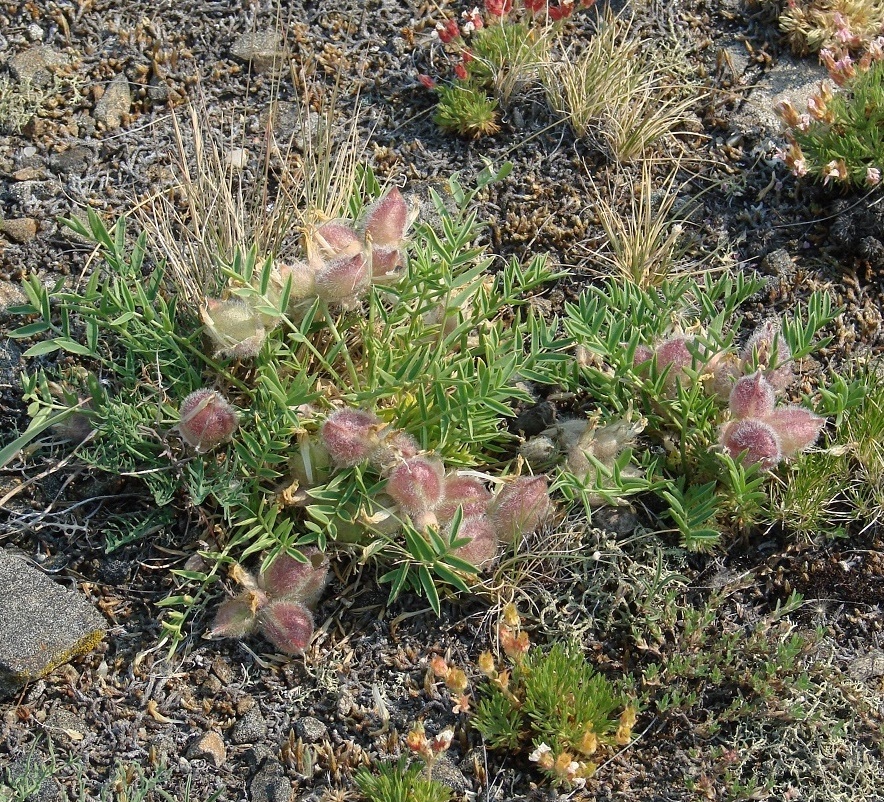 Image of Oxytropis peschkovae specimen.