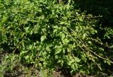 Rubus caesius