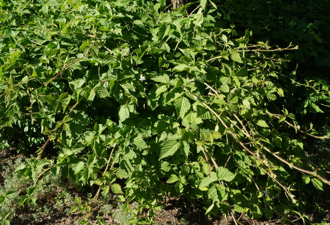 Image of Rubus caesius specimen.
