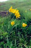Tulipa ophiophylla subspecies bestashica. Цветущие растения на гранитах. Украина, Донецкая обл., Володарский р-н, заповедник \"Каменные Могилы\". Апрель 2001 г.