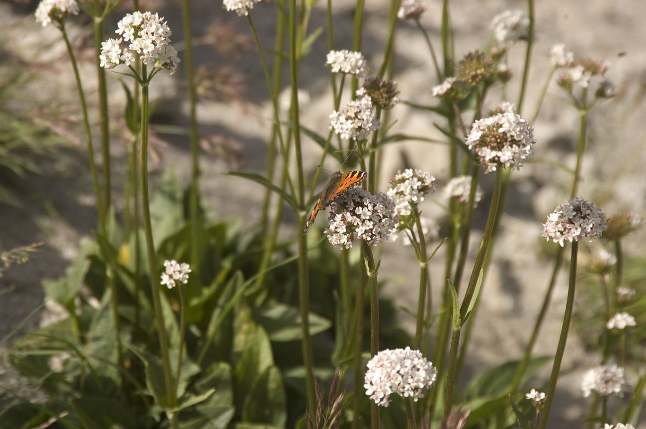 Изображение особи Valeriana alpestris.