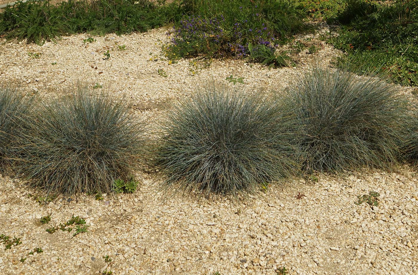 Изображение особи род Festuca.