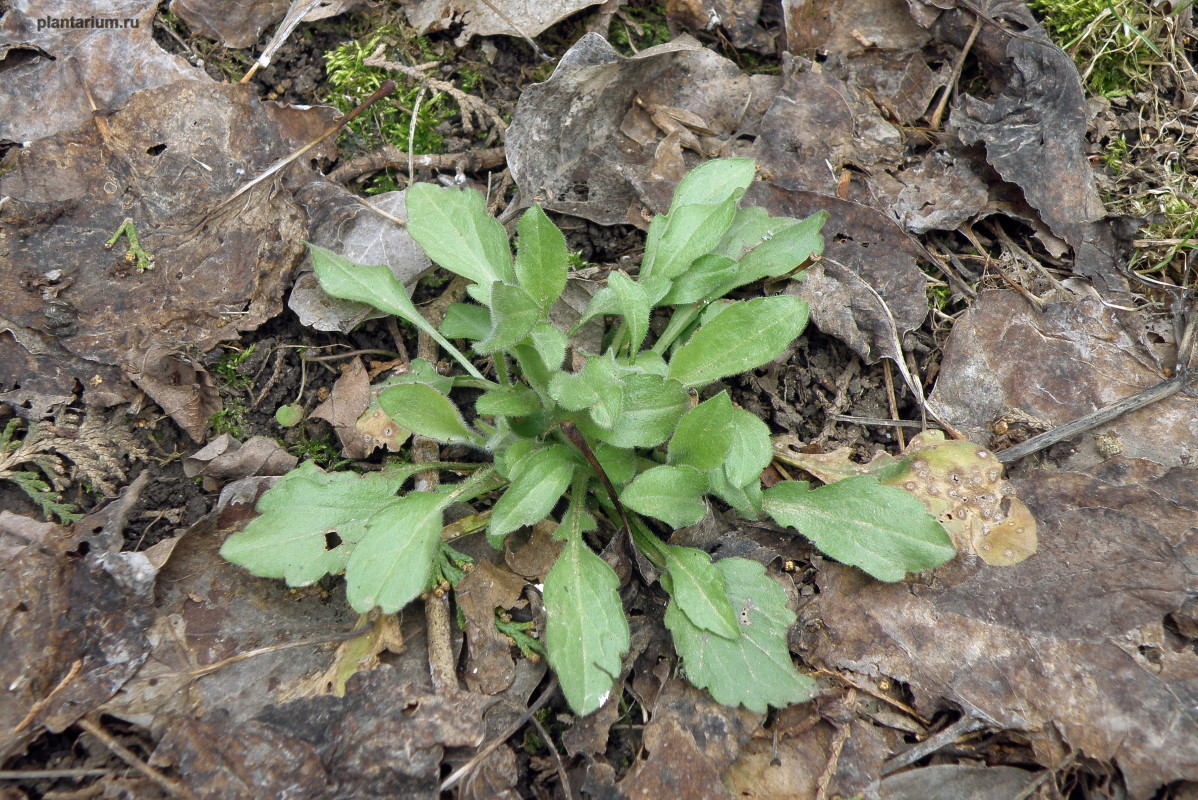 Изображение особи Erigeron annuus.