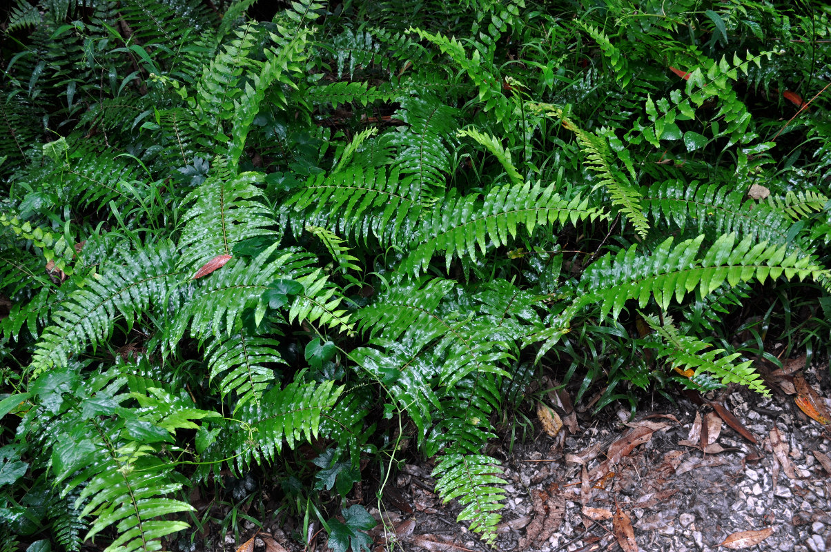 Image of Nephrolepis falciformis specimen.