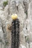 genus Corryocactus. Верхушка побега с плодами. Боливия, окр. г. Ла-Пас, Лунная долина, бэдленд. 15 марта 2014 г.