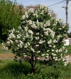 Syringa vulgaris