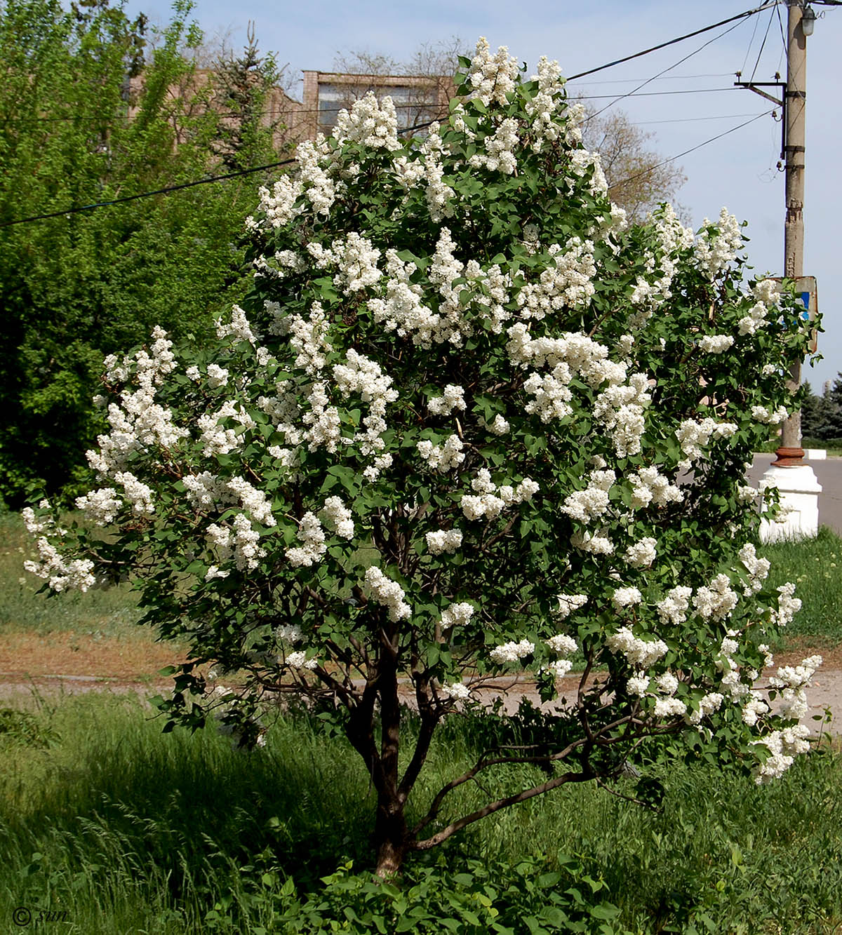 Image of Syringa vulgaris specimen.