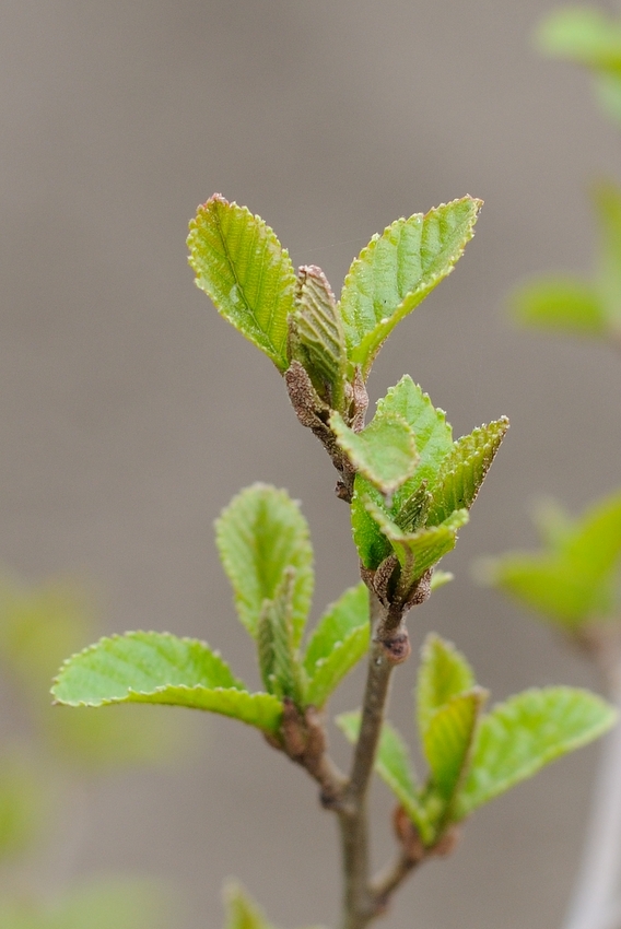Image of Alnus japonica specimen.