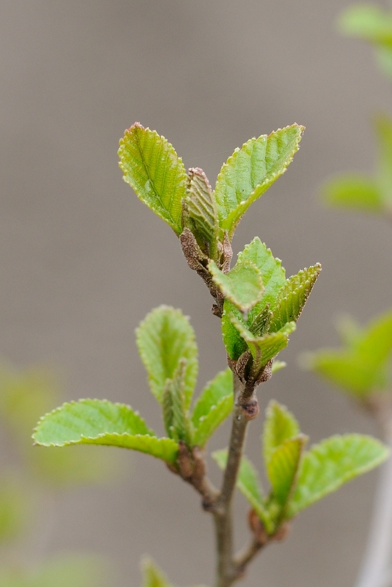 Изображение особи Alnus japonica.