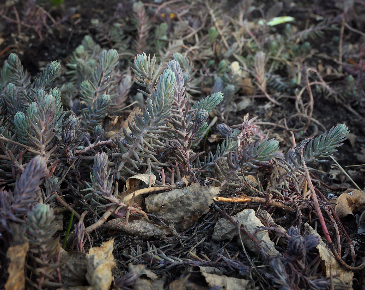 Image of Sedum reflexum specimen.