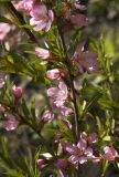 Amygdalus nana. Цветущая ветвь. Новосибирск, в культуре. 25.05.2010.