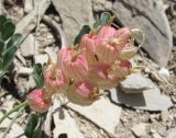 Astragalus calycinus. Соплодие. Дагестан, г. о. Махачкала, окр. с. Талги, склон горы. 15.05.2018.
