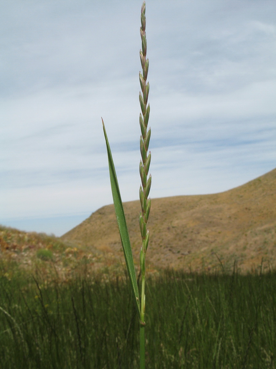 Image of genus Elytrigia specimen.