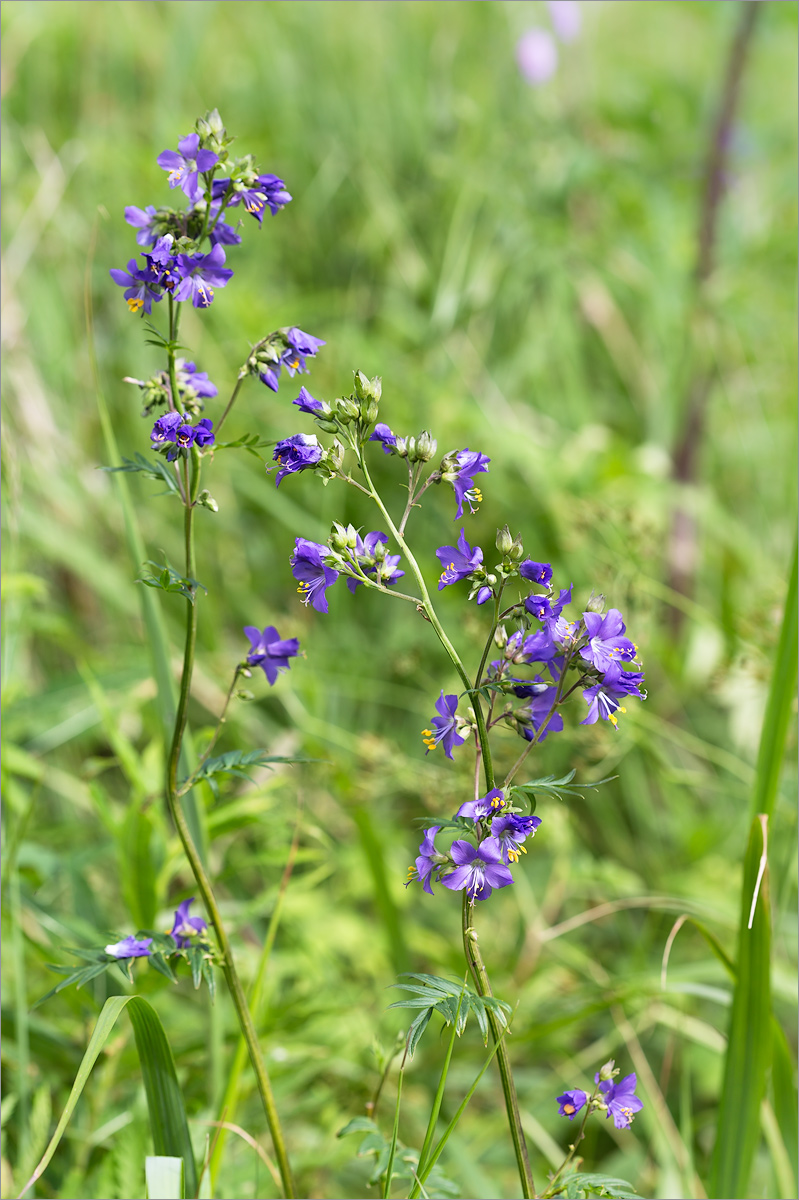 Изображение особи Polemonium caeruleum.