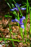 Iris ruthenica