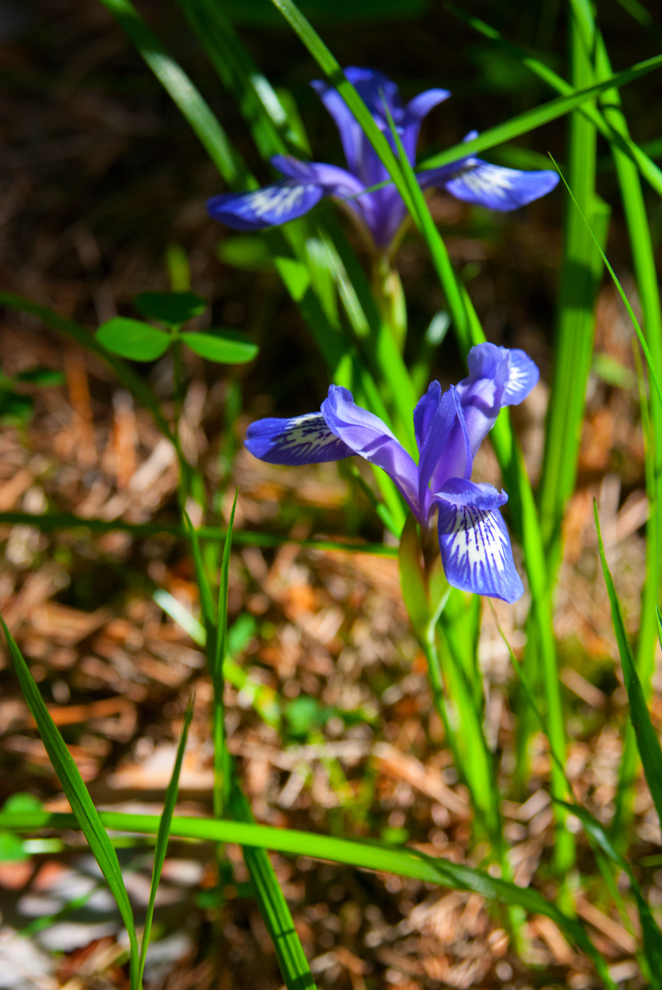 Image of Iris ruthenica specimen.