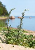 Artemisia campestris