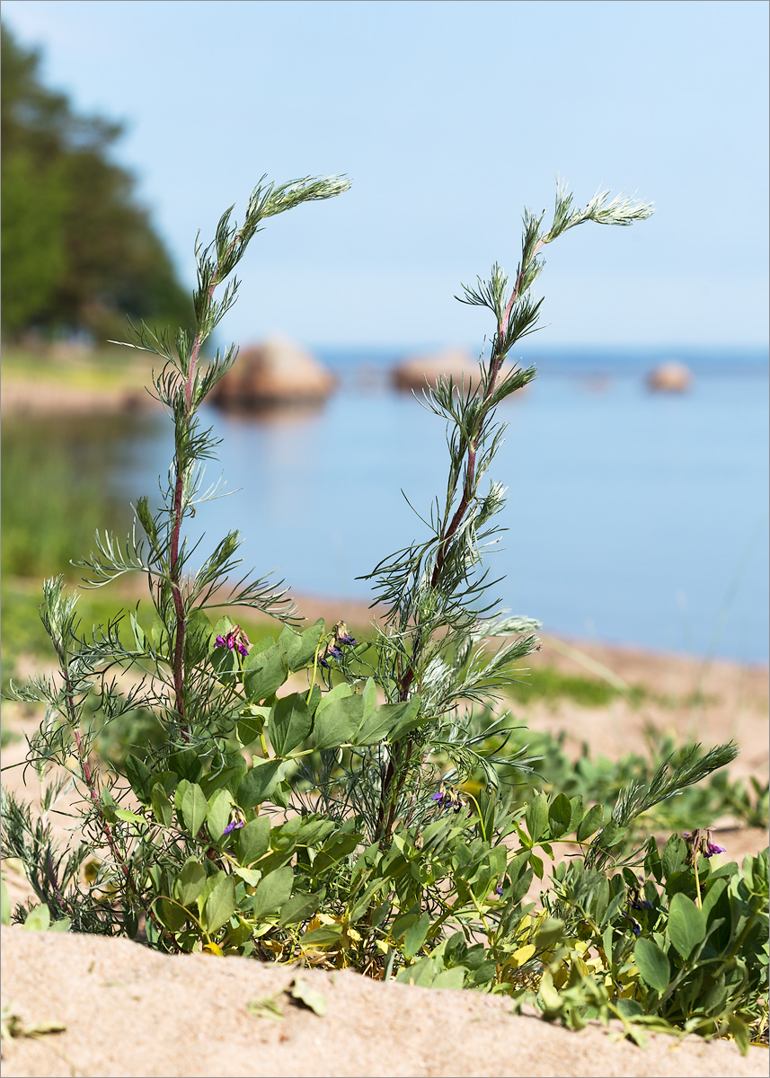 Изображение особи Artemisia campestris.