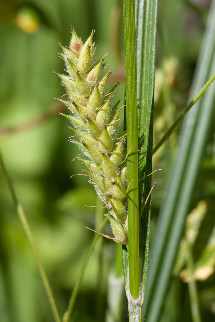 Изображение особи Carex hirta.