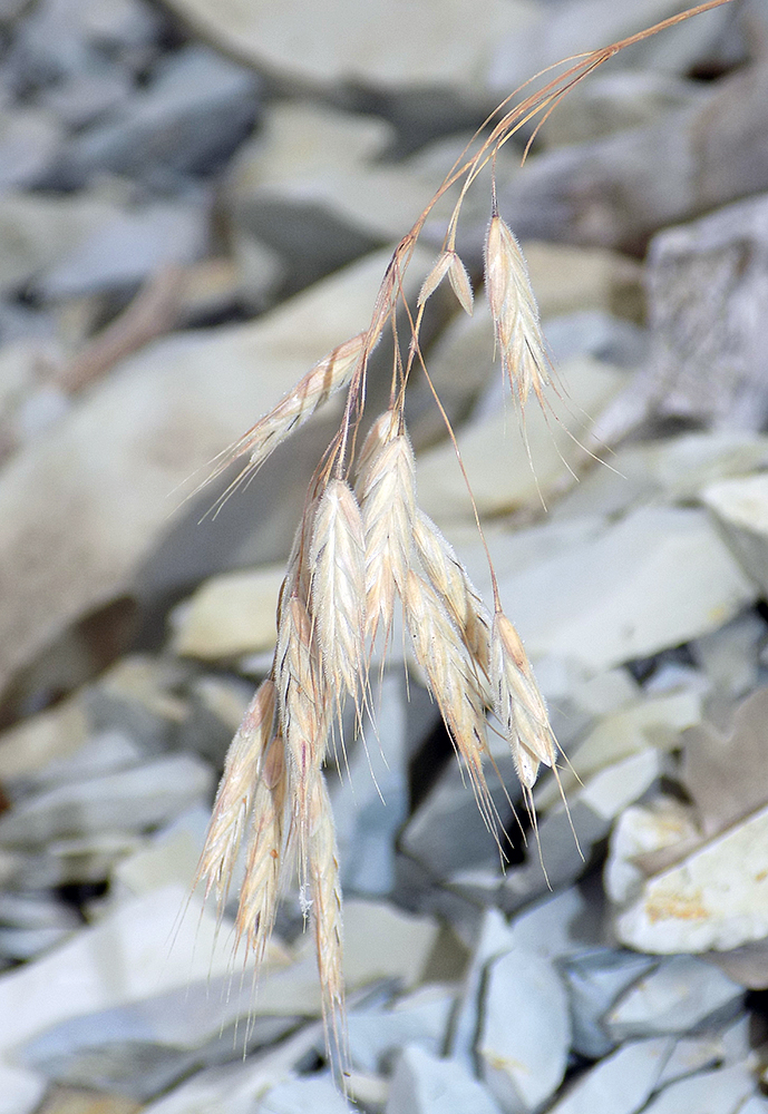 Image of Bromus anatolicus specimen.