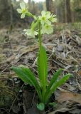 Primula pallasii. Цветущее растение на лесном лугу. Окр. Томска. 23.05.2010.