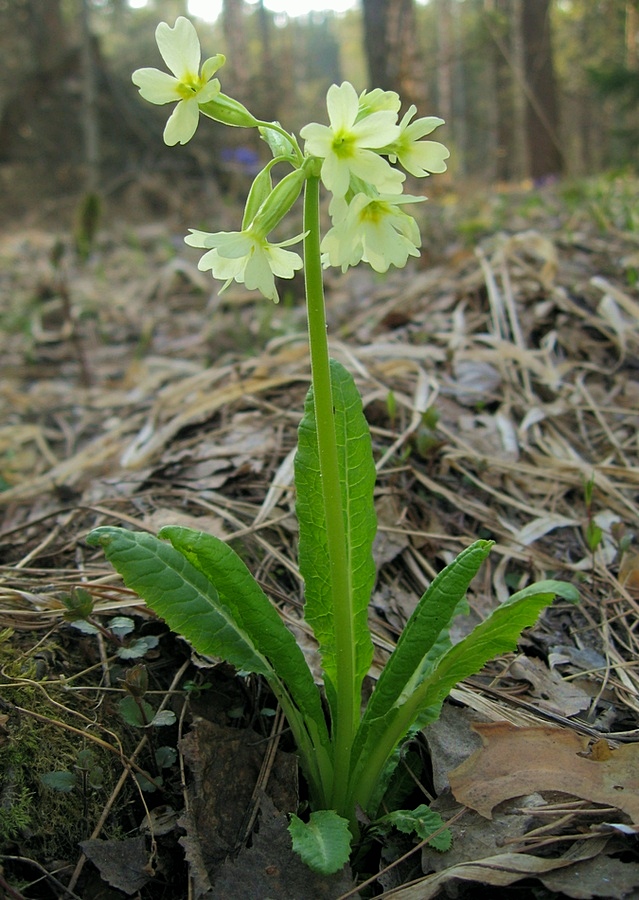 Изображение особи Primula pallasii.