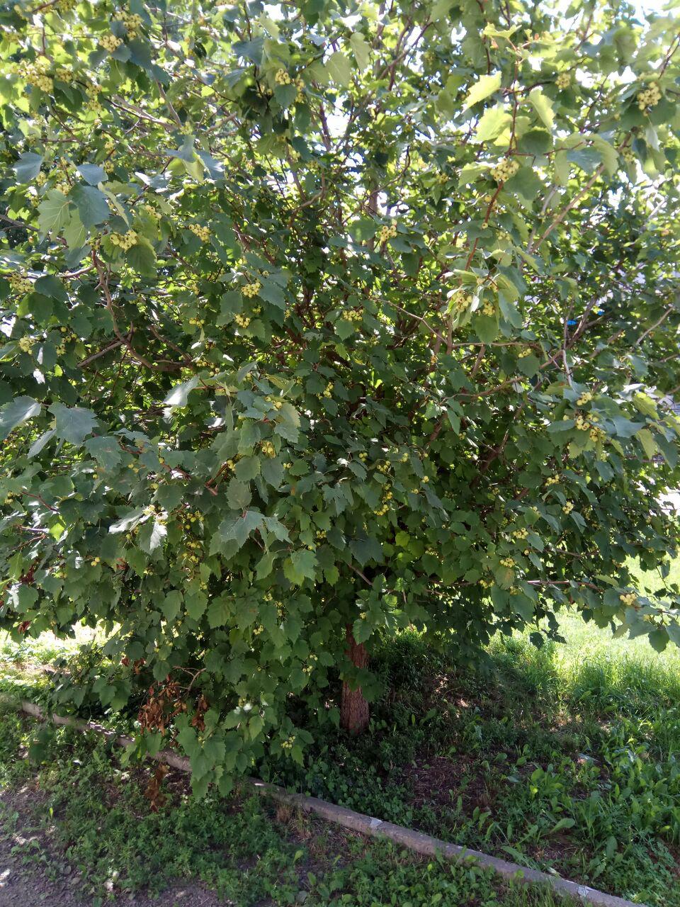 Изображение особи Crataegus submollis.